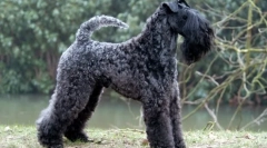 Kerry blue terrier (zdjęcie): niebieskie marzenie wielu hodowców psów